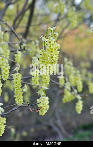 Willmott winter Hazel (corylopsis willmottiae) Stockfoto