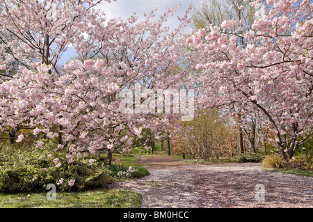 Herbst Kirsche (Prunus subhirtella x sargentii "Ritterschlag") Stockfoto