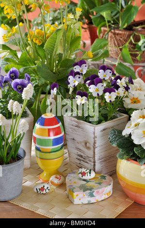 Gehörnte Stiefmütterchen (Viola cornuta), armenischen Traubenhyazinthen (Muscari armeniacum 'White Magic') und comon Primel (Primula vulgaris, Syn. Primula acaulis) Stockfoto