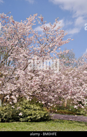 Herbst Kirsche (Prunus subhirtella x sargentii "Ritterschlag") Stockfoto