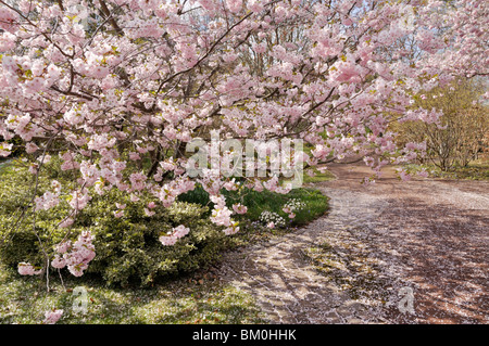 Herbst Kirsche (Prunus subhirtella x sargentii "Ritterschlag") Stockfoto