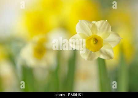 Zwerg Narzisse (Narcissus minnow) Stockfoto