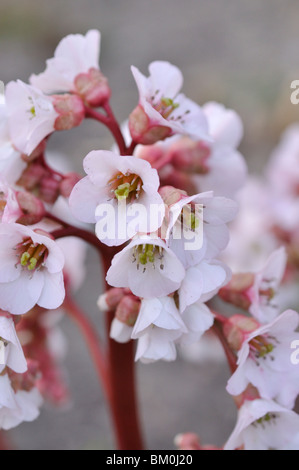 Herz Blatt bergenia (Bergenia cordifolia chneekönigin' syn. Bergenia cordifolia ist nun Königin') Stockfoto