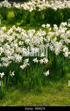 Angel's Tears (Narcissus triandrus 'Thalia') Stockfoto