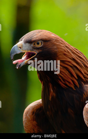 Steinadler (Aquila Chrysaetos). Stockfoto