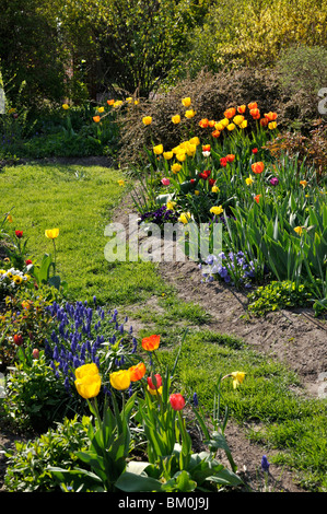 Tulpen (Tulipa) und Traubenhyazinthen (Muscari) Stockfoto