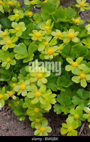 Hacquetia epipactis Stockfoto