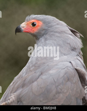 Afrikanische Harrier Hawk / Gymnogene (Polyboroides Typus) Stockfoto