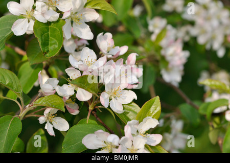 Sibirischer Holzapfel (Malus Baccata var. sogar) Stockfoto