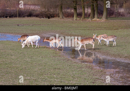 Herde Damwild (Dama Dama) Kreuzung Stream, UK Stockfoto