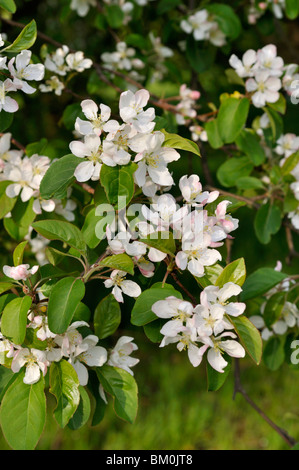 Sibirischer Holzapfel (Malus Baccata var. sogar) Stockfoto