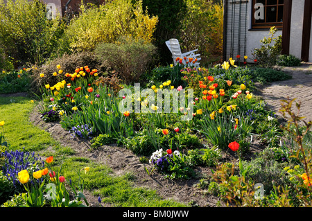 Tulpen (Tulipa) in einem Vorgarten Stockfoto