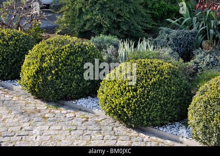 Gemeinsame Buchsbaum (buxus sempervirens) mit sphärischen Form Stockfoto