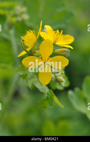 Schöllkraut (Chelidonium majus) Stockfoto