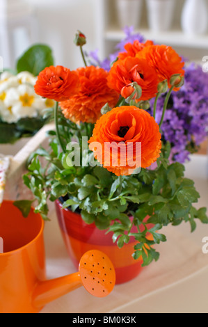 Turban Hahnenfuß (Ranunculus asiaticus" Gambit mix") Stockfoto