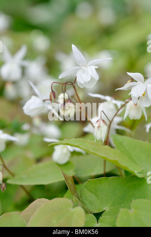 Barrenwort (epimedium x youngianum 'niveum') Stockfoto