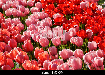 Darwin Tulpe (tulipa Tulipa rosa Lachs Eindruck, Eindruck und Tulipa rot Eindruck) Stockfoto