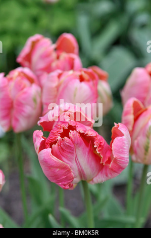 Papagei Tulpe (Tulipa apricot Parrot) Stockfoto