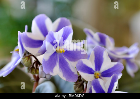 African Violet (saintpaulien ionantha) Stockfoto