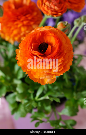 Turban Hahnenfuß (Ranunculus asiaticus" Gambit mix") Stockfoto