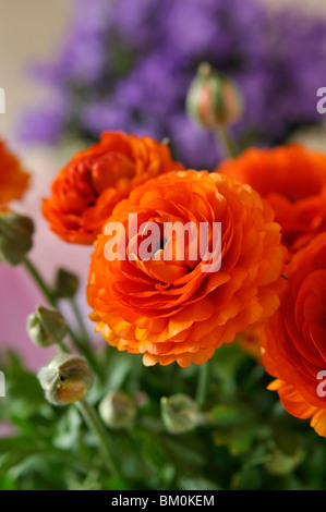 Turban Hahnenfuß (Ranunculus asiaticus" Gambit mix") Stockfoto