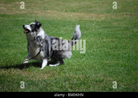 Israel, Tel Aviv, die International Dog Show 2010 Border Collie Stockfoto