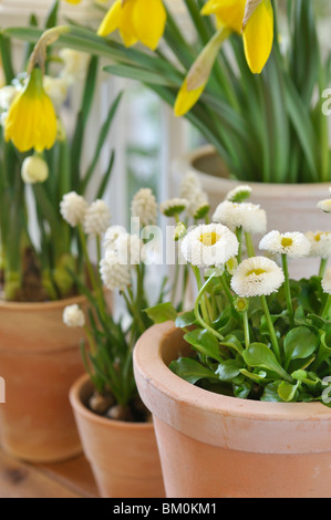 Gemeinsame Gänseblümchen (Bellis perennis), armenischen Traubenhyazinthen (Muscari armeniacum 'White Magic') und der Wilden Narzisse (Narcissus pseudonarcissus) Stockfoto