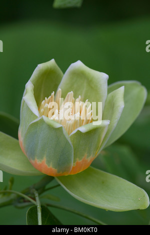 Blume des Tulpenbaums aus der Nähe Stockfoto