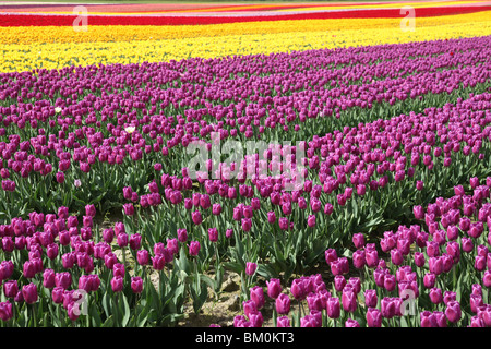 Bunte Blüte Tulip für Hintergrund Stockfoto