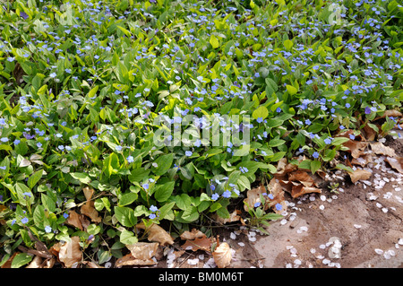 Blue-eyed Mary (Omphalodes verna) Stockfoto