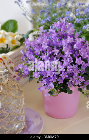 Dalmatinische Glockenblume (Campanula Portenschlagiana) Stockfoto