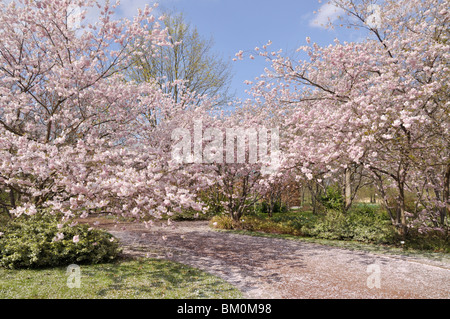 Herbst Kirsche (Prunus subhirtella x sargentii "Ritterschlag") Stockfoto