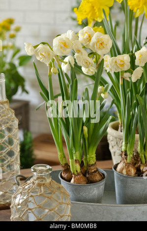 Doppelzimmer Narzisse (Narcissus Bridal Crown) und der Wilden Narzisse (Narcissus pseudonarcissus) Stockfoto