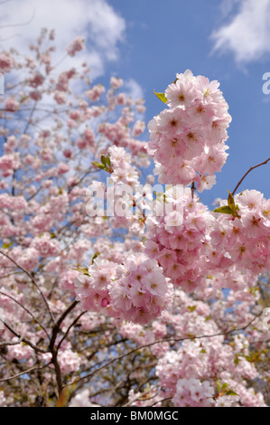 Herbst Kirsche (Prunus subhirtella x sargentii "Ritterschlag") Stockfoto