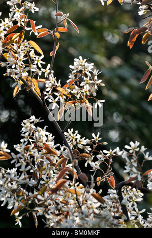 Service Berry (amelanchier) Stockfoto