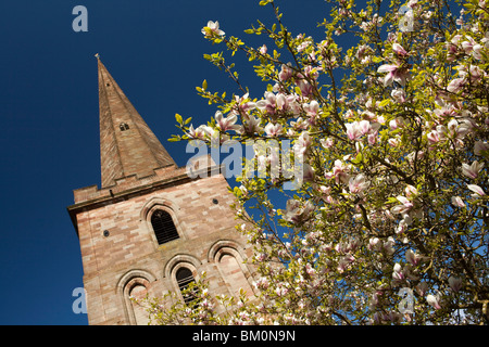 Ledbury, St. Michaels Church, ungewöhnliche, Herefordshire, England, UK trennen Turmspitze mit Magnolienbaum in Blüte Stockfoto