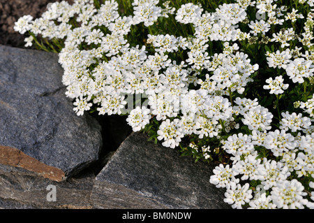 Evergreen candytuft (iberis sempervirens) Stockfoto