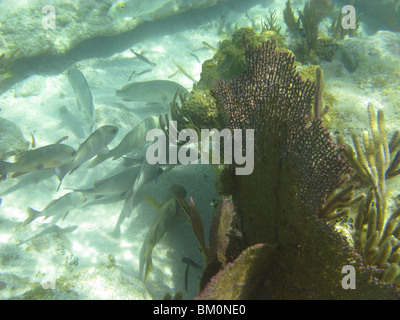 unter Wasser in der Nähe von Fort Jefferson FL Golf von Mexiko Stockfoto