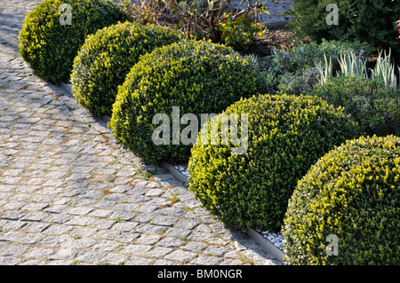 Gemeinsame Buchsbaum (buxus sempervirens) mit sphärischen Form Stockfoto