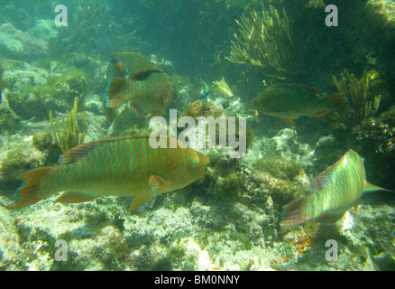 unter Wasser in der Nähe von Fort Jefferson FL Golf von Mexiko Stockfoto