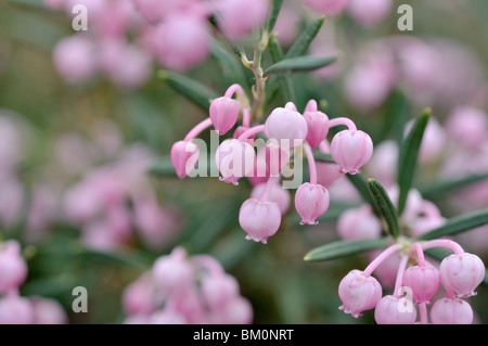 Gemeinsame bog Rosmarin (andromeda Polifolia) Stockfoto