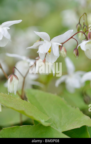 Barrenwort (epimedium x youngianum 'niveum') Stockfoto