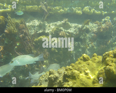 unter Wasser in der Nähe von Fort Jefferson FL Golf von Mexiko Stockfoto