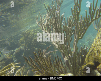 unter Wasser in der Nähe von Fort Jefferson FL Golf von Mexiko Stockfoto