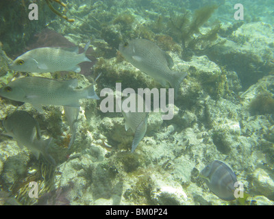 unter Wasser in der Nähe von Fort Jefferson FL Golf von Mexiko Stockfoto