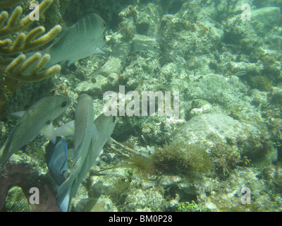 unter Wasser in der Nähe von Fort Jefferson FL Golf von Mexiko Stockfoto