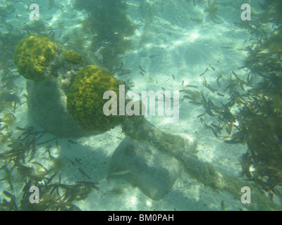 unter Wasser in der Nähe von Fort Jefferson FL Golf von Mexiko Stockfoto