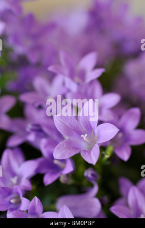 Dalmatiner Glockenblume (Campanula portenschlagiana) Stockfoto