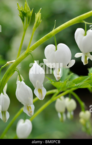 Herz (Lamprocapnos Spectabilis 'Alba' sy Dicentra Spectabilis 'Alba') Blutungen Stockfoto