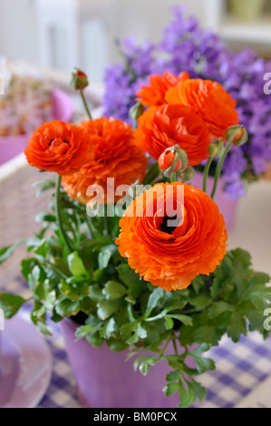 Turban Hahnenfuß (Ranunculus asiaticus" Gambit mix") Stockfoto